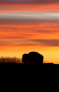 North Dakota - Buffalo